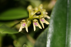 Bulbophyllum guttulatum